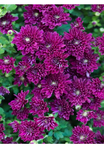 Kampanyalı Mor Kasımpatı Çiçeği (20 40 Cm)1 Adet Saksılı Bodur Bitki Chrysanthemum fiyatları