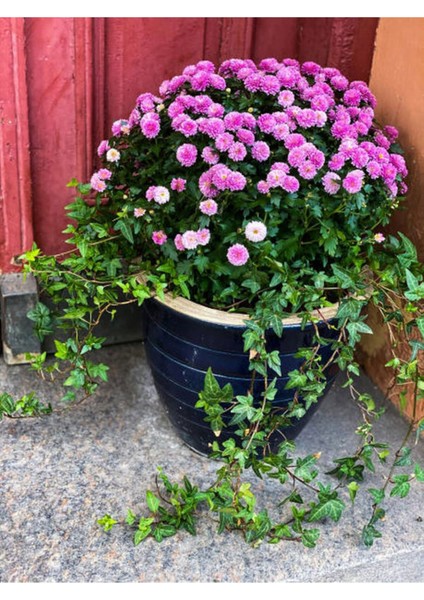 Kampanyalı Mor Kasımpatı Çiçeği (20 40 Cm)1 Adet Saksılı Bodur Bitki Chrysanthemum fırsatları