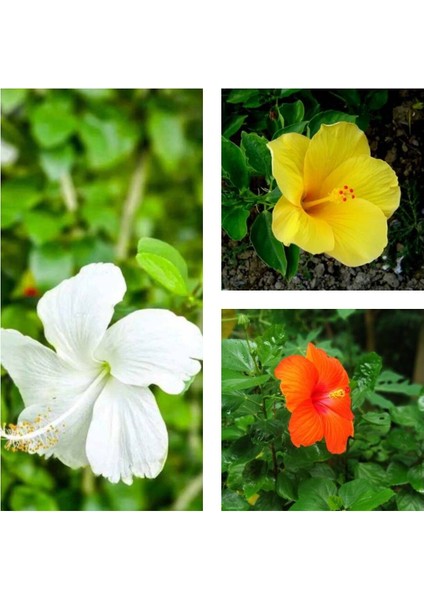 Çok Satan 3'lü Karışık Renk Japon Gülü Çiçeği 20-30 cm Tüplü Çiçekli Bodur Bitki (Camellia Japonica)