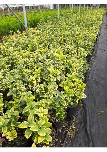 Favori Ürün Altuni Gold Taflan Doğal Çit (25 45 Cm)1 Adet Saksılı Dış Mekan Bitkisi Euonymus fırsatları