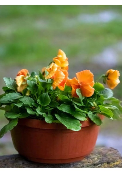 Çok Satan Turuncu Hercai Çiçeği (5 15 Cm)30 Adet Saksılı/ Tüplü Çiçekli Bodur Bitki Viola Tricolor