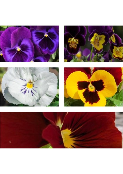 Çok Satan 25'li (5'er Adet) Hercai Menekşe Çiçeği 5-10 cm Tüplü Çiçekli Bodur Bitkiler (Saintpaulia)