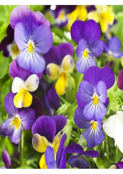 Çok Satan 25'li (5'er Adet) Hercai Menekşe Çiçeği 5-10 cm Tüplü Çiçekli Bodur Bitkiler (Saintpaulia) indirimleri