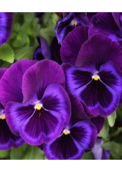 Çok Satan 25'li (5'er Adet) Hercai Menekşe Çiçeği 5-10 cm Tüplü Çiçekli Bodur Bitkiler (Saintpaulia)