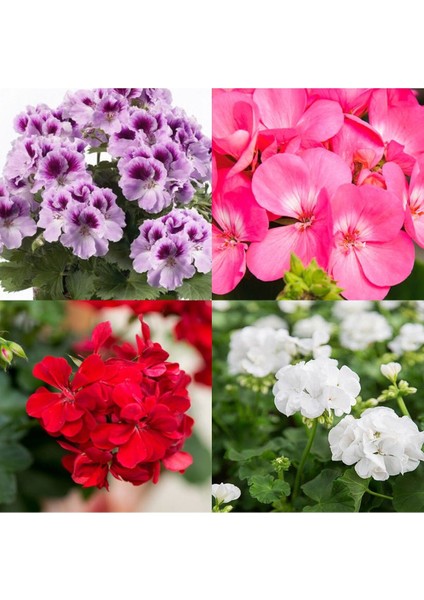 Çok Satan 4'lü Set Karışık Renk Sardunya Çiçeği 20-30 cm Saksılı Çiçekli Bodur Bitkiler Geranium