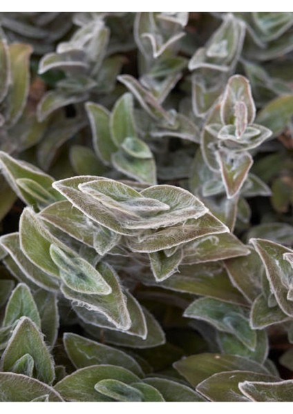 Çok Satan Tüylü Telgraf Çiçeği (20 30 Cm)1 Adet Saksılı Salon Bitkisi Tradescantia