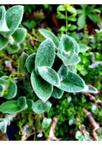 Çok Satan Tüylü Telgraf Çiçeği (20 30 Cm)1 Adet Saksılı Salon Bitkisi Tradescantia modelleri