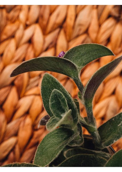 Çok Satan Tüylü Telgraf Çiçeği (20 30 Cm)1 Adet Saksılı Salon Bitkisi Tradescantia fırsatları