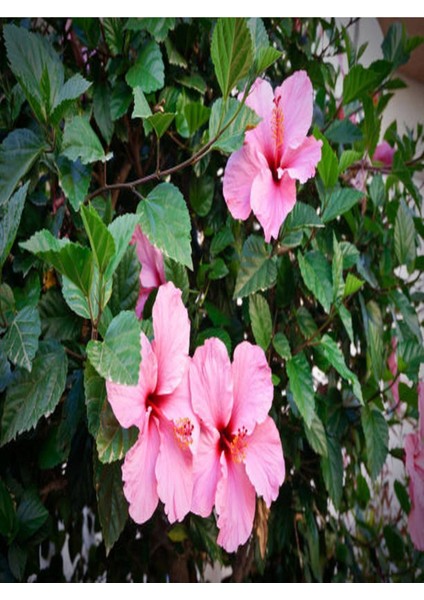 Çok Avantajlı Japon Gülü Hibiscus Pembe Renk Çiçekli Kalın Yapraklı Ithal Iç Mekan Bitkisi