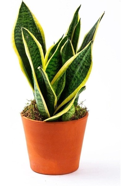 Çok Avantajlı Paşa Kılıcı Sansevaria Peygamber Kılıç Çiçeği 45-55 cm