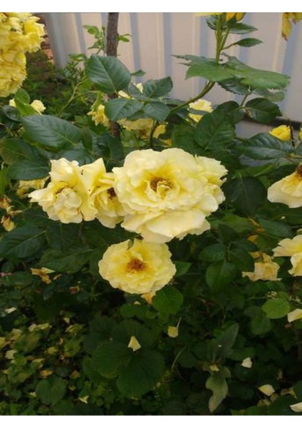 Avantajlı Yediveren Kokulu Açık Sarı (40 60 Cm) Tüplü/ Saksılı Aşılı Gül Yellow Rose fırsatları