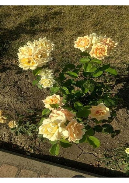 Avantajlı Yediveren Kokulu Açık Sarı (40 60 Cm) Tüplü/ Saksılı Aşılı Gül Yellow Rose indirimleri