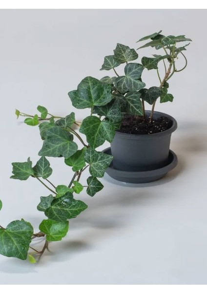 Estetik Formlu Hedera Helix – 40-60 cm – Canlı Duvar ve Çit Sarmaşığı