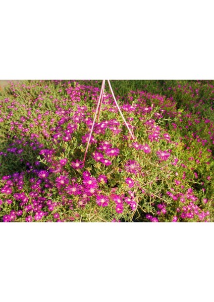 Videolu Acem Halısı Bitkisi 1 Adet Pembe Çiçek Açan 10-20 cm Tüplü Çiçekli Bodur Persian Shield