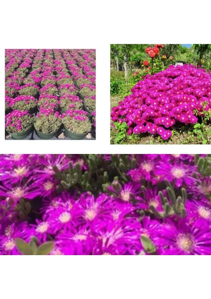 Videolu Acem Halısı Bitkisi 1 Adet Pembe Çiçek Açan 10-20 cm Tüplü Çiçekli Bodur Persian Shield fiyatları