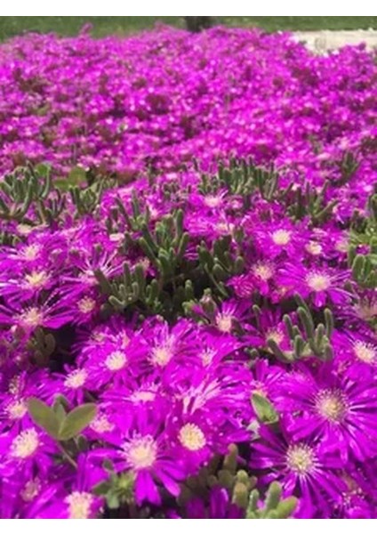 Videolu Acem Halısı Bitkisi 1 Adet Pembe Çiçek Açan 10-20 cm Tüplü Çiçekli Bodur Persian Shield modelleri