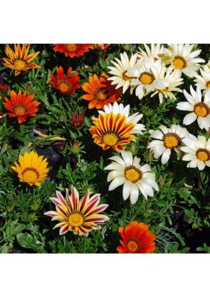 Çok Satan Karışık Renkli Gazanya (10 20 Cm)10 Adet Saksılı/ Tüplü Çiçekli Bodur Bitki Gazania fiyatları