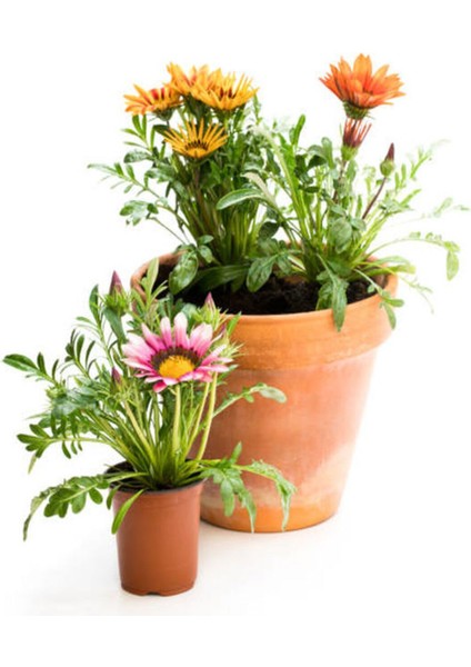 Çok Satan Karışık Renkli Gazanya (10 20 Cm)10 Adet Saksılı/ Tüplü Çiçekli Bodur Bitki Gazania fırsatları