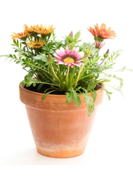 Çok Satan Karışık Renkli Gazanya (10 20 Cm)10 Adet Saksılı/ Tüplü Çiçekli Bodur Bitki Gazania