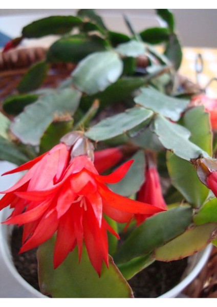 Kampanyalı 1 Adet Kırmızı Renk Yılbaşı Çiçeği 20-30 cm Saksılı Çiçekli Bodur Schlumbergera Truncata