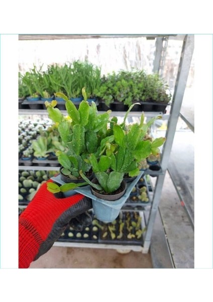 Kampanyalı 1 Adet Kırmızı Renk Yılbaşı Çiçeği 20-30 cm Saksılı Çiçekli Bodur Schlumbergera Truncata modelleri