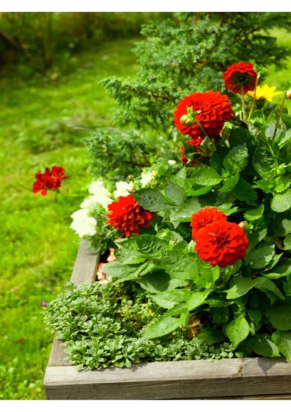 Kampanyalı Kırmızı Dalia Fidanı (20 40 Cm)1 Adet Saksılı Çiçekli Bodur Bitki Dahlia fırsatları