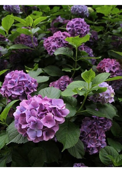 Çok Satan Mor Ortanca (80 100 Cm)1 Adet Sakksılı Çiçekli Bahçe Bitkisi Hydrangea Macrophylla