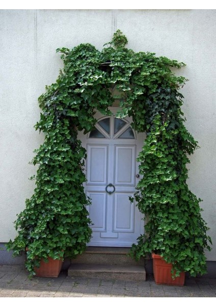 Dekoratif Duvar Sarmaşığı (Kaya Sarmaşığı) – 40-60 cm – Hedera Helix Türü