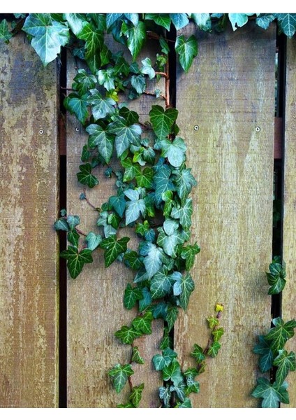 Dekoratif Duvar Sarmaşığı (Kaya Sarmaşığı) – 40-60 cm – Hedera Helix Türü
