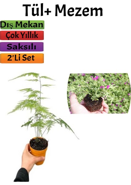 Çok Avantajlı Tül Kuşkonmaz Bitkisi+ Mezem Çiçeği Saksılı Dış Mekan Bitkileri