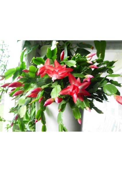 Çok Avantajlı Kırmızı Yılbaşı Çiçeği Fidanı Saksılı