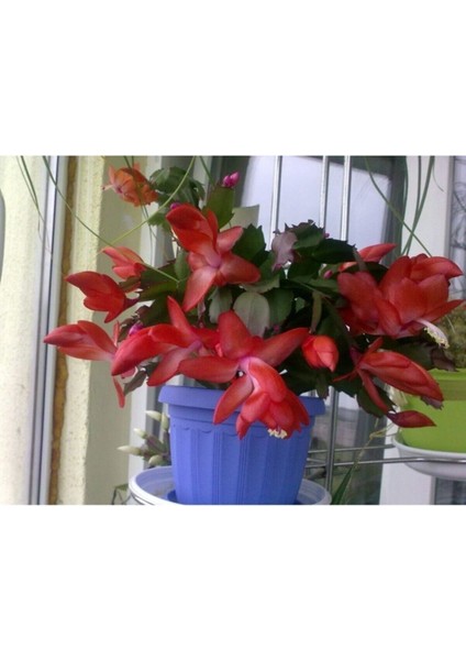 Çok Avantajlı Kırmızı Yılbaşı Çiçeği Fidanı Saksılı fiyatları