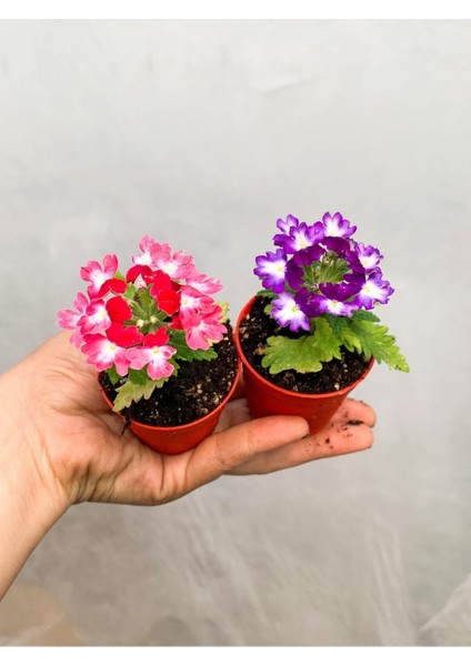 Çok Satan 2 Adet Karışık Renk Mine Çiçeği Mini Saksıda 10-15 cm Tüplü Çiçekli Bodur Verbena