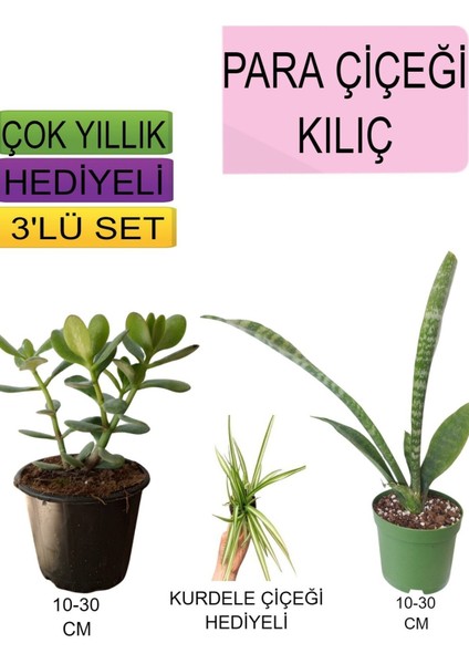 Çok Satan 3'lü Set Para Çiçeği+ Kılıç Çiçeği+Hediyelik Kurdele Çiçeği