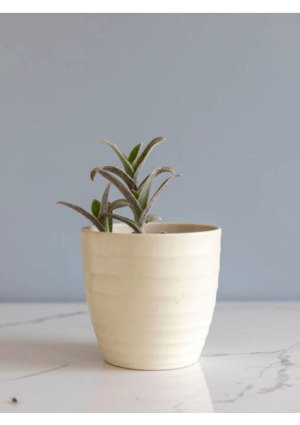 Çok Satan Tüylü Telgraf Çiçeği (20 30 Cm)1 Adet Saksılı Bahçe Salon Bitkisi Tradescantia Sillamontana fiyatları