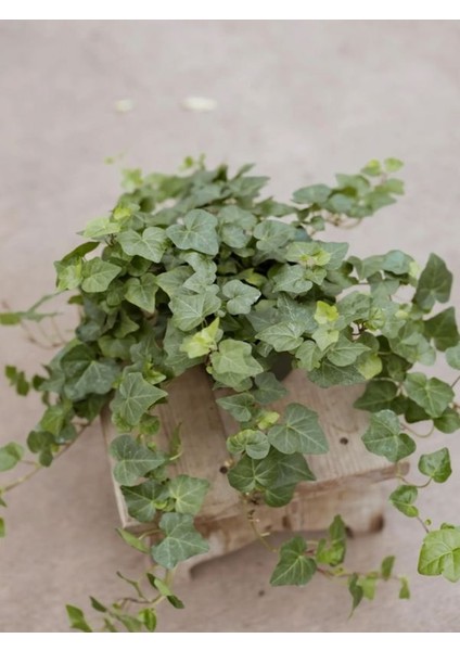 Dekoratif Kaya Sarmaşığı – 40-60 cm – Formlu ve Canlı Hedera Helix fiyatları