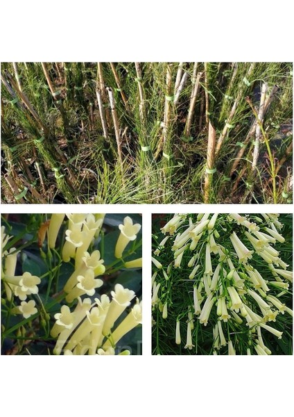 Çok Avantajlı Beyaz Mercan Çiçeği (30 60 Cm)1 Adet Saksılı Dış Mekan (Russelia Equisetiformis)