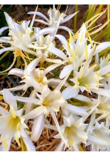 Çok Avantajlı Beyaz Mercan Çiçeği (30 60 Cm)1 Adet Saksılı Dış Mekan (Russelia Equisetiformis) modelleri