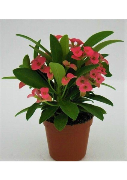 Çok Avantajlı Euphorbia Dikenler Tacı Pembe Renk Ithal Kaktüs Ev Ofis Iç Mekan Bitkisi 12 cm fiyatları