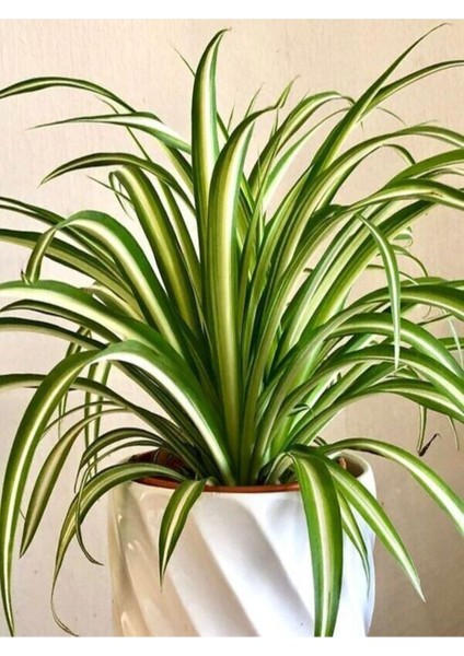 Çok Avantajlı Kurdele Çiçeği Büyük Bol Köklü Iç Mekan Bitkisi (Chlorophytum Comosum) 30-50CM fiyatları