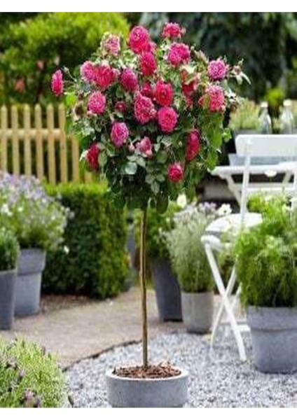 Avantajlı Baston Gül Yoğun Kokulu Pembe Renkli (40 60 Cm)1 Adet Aşılı Gül Walking Stick Rose