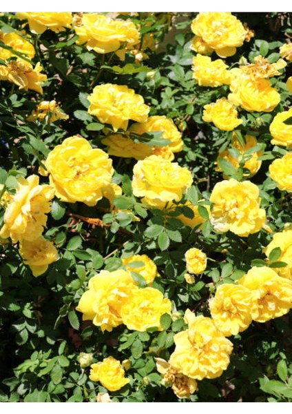 Avantajlı Yediveren Sarı Renkli(50 70 Cm) 1 Adet Saksılı Aşılı Gül Yllow Rose