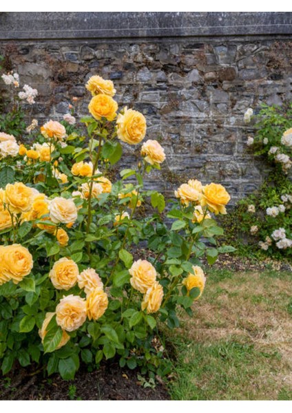 Avantajlı Yediveren Sarı Renkli(50 70 Cm) 1 Adet Saksılı Aşılı Gül Yllow Rose