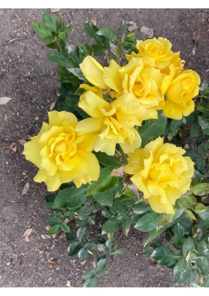 Avantajlı Yediveren Sarı Renkli(50 70 Cm) 1 Adet Saksılı Aşılı Gül Yllow Rose