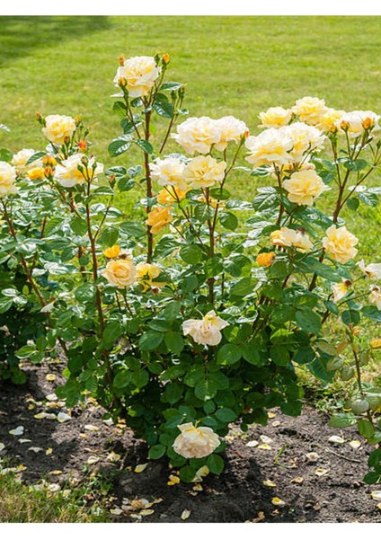 Avantajlı Yediveren Sarı Renkli(50 70 Cm) 1 Adet Saksılı Aşılı Gül Yllow Rose