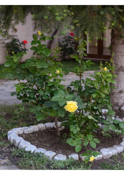 Avantajlı Yediveren Sarı Renkli(50 70 Cm) 1 Adet Saksılı Aşılı Gül Yllow Rose