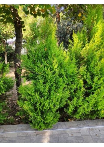 Favori Ürün Limon Çamı Kokulu Limoni Selvi (50-70 Cm)1 Adet Saksılı/tüplü Macrocarpa