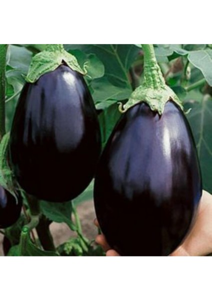Nadir Ithal Dev Patlıcan Tohumu 10 Adet Ekim Seti