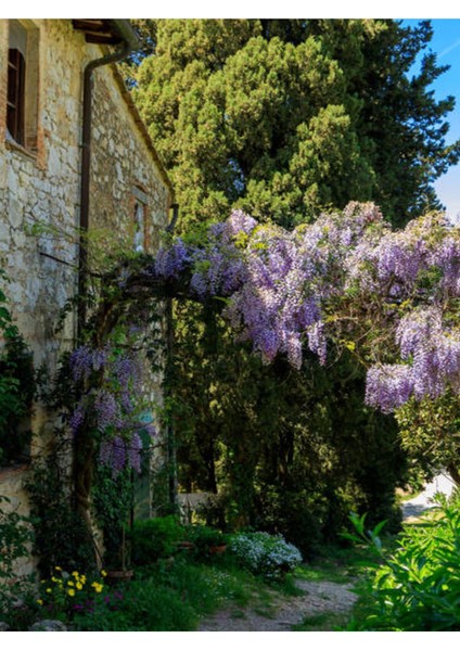 Çok Avantajlı Mor Salkım Çiçeği Fidanı Bahçe Balkon Bitkisi (30 40CM)1 Adet Saksılı Buddleja Davidii