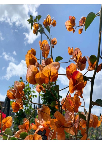 Çok Satan Kayısı Rengi Begonvil (40 50 Cm)1 Adet Saksılı/ Tüplü Dış Mekan Bitkisi Bougainvillea fiyatları